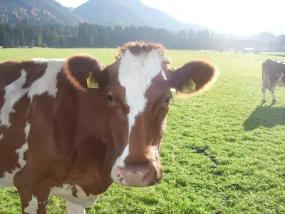Tiere in diesem Bauernhof oder in der Nähe