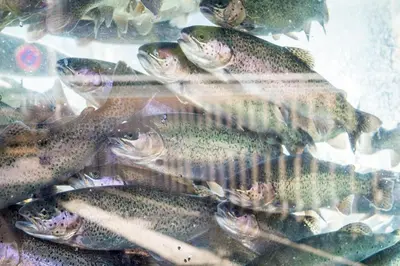 Tiere im Hotel oder in der Nähe