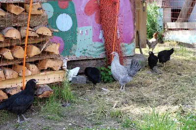 Tiere in der Ferienwohnung oder in der Nähe