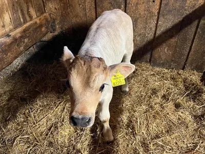 Tiere in diesem Bauernhof oder in der Nähe