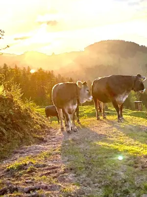 Tiere in diesem Bauernhof oder in der Nähe