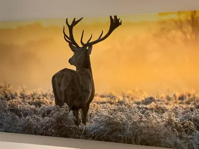 Tiere in der Ferienwohnung oder in der Nähe