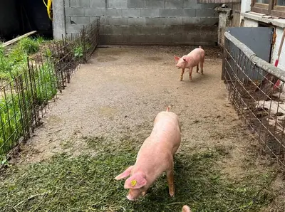Tiere in der Ferienwohnung oder in der Nähe