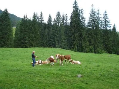 Tiere in diesem Bauernhof oder in der Nähe