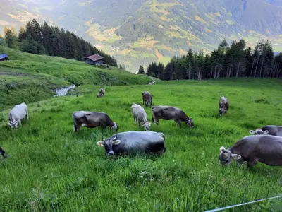 Tiere in der Ferienwohnung oder in der Nähe