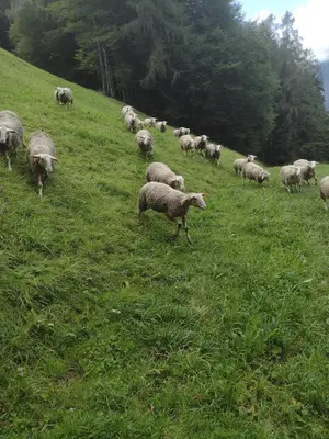 Tiere in diesem Bauernhof oder in der Nähe