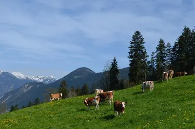 Tiere in der Ferienwohnung oder in der Nähe