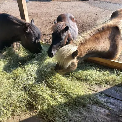 Tiere in der Ferienwohnung oder in der Nähe
