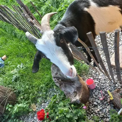 Tiere in der Ferienwohnung oder in der Nähe