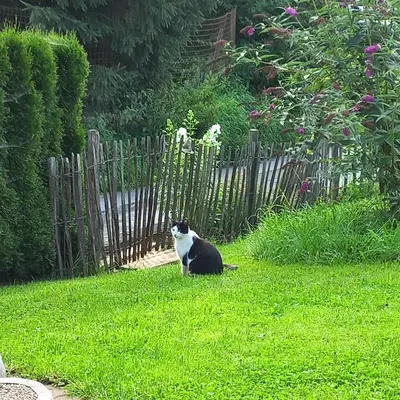 Ein Garten an der Unterkunft Ferienbauernhof Stallhäusl