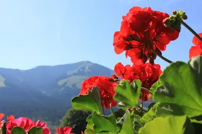 Ein allgemeiner Bergblick oder ein Berglick von des Privatzimmers aus