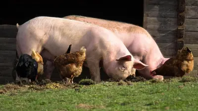 Tiere in der Ferienwohnung oder in der Nähe