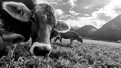 Tiere in der Ferienwohnung oder in der Nähe