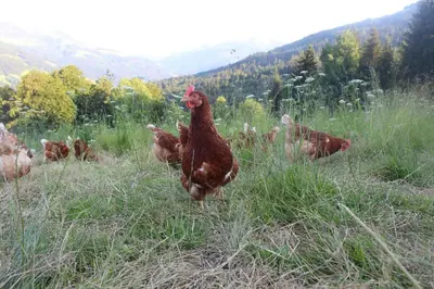 Tiere in der Ferienwohnung oder in der Nähe
