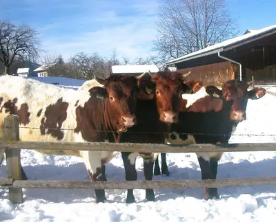 Tiere in der Ferienwohnung oder in der Nähe
