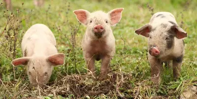 Tiere in der Ferienwohnung oder in der Nähe