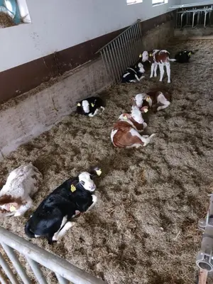 Tiere in der Ferienwohnung oder in der Nähe