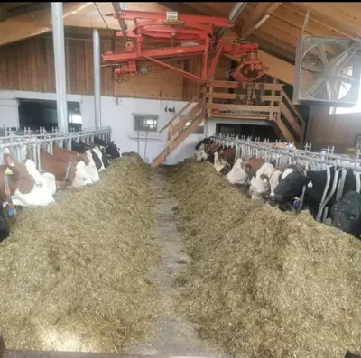 Tiere in der Ferienwohnung oder in der Nähe