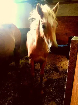 Tiere in diesem Bauernhof oder in der Nähe