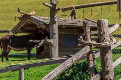 Tiere in diesem Bauernhof oder in der Nähe