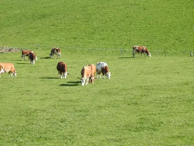 Tiere in der Ferienwohnung oder in der Nähe