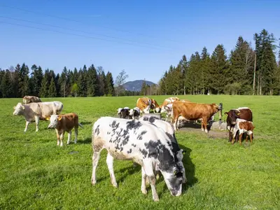 Grundriss der Unterkunft Auszeit am Bauernhof