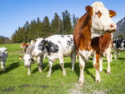 Grundriss der Unterkunft Auszeit am Bauernhof