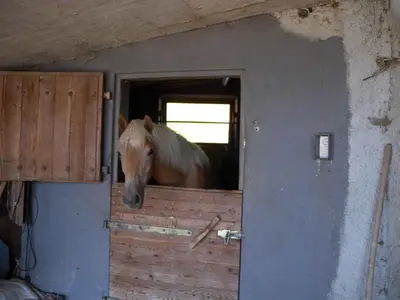 Tiere in der Ferienwohnung oder in der Nähe