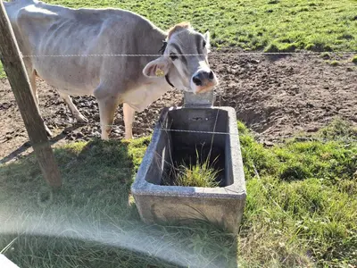 Tiere in diesem Bauernhof oder in der Nähe