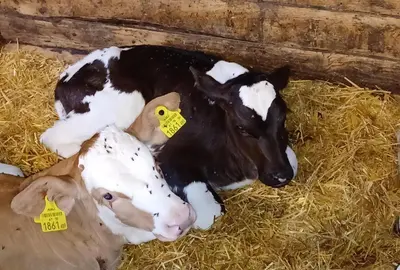 Tiere in diesem Bauernhof oder in der Nähe