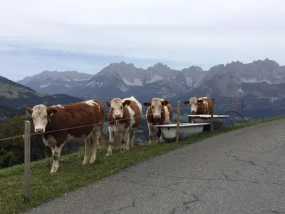 Tiere in diesem Bauernhof oder in der Nähe