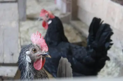 Tiere in der Ferienwohnung oder in der Nähe