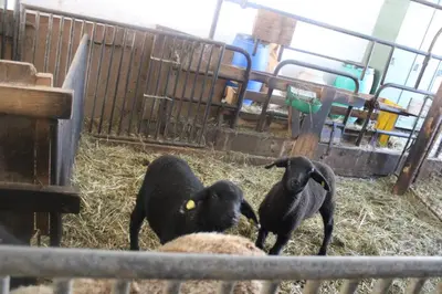 Tiere in der Ferienwohnung oder in der Nähe