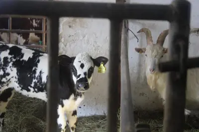 Tiere in der Ferienwohnung oder in der Nähe