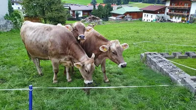 Tiere im Ferienhaus oder in der Nähe