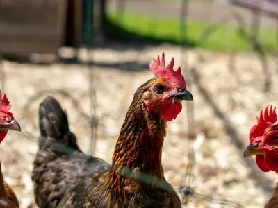 Tiere in der Ferienwohnung oder in der Nähe