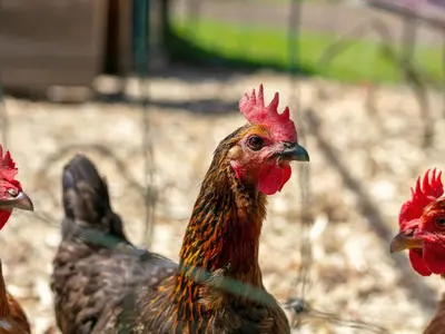 Tiere in der Ferienwohnung oder in der Nähe