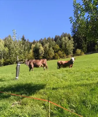 Tiere in der Ferienwohnung oder in der Nähe