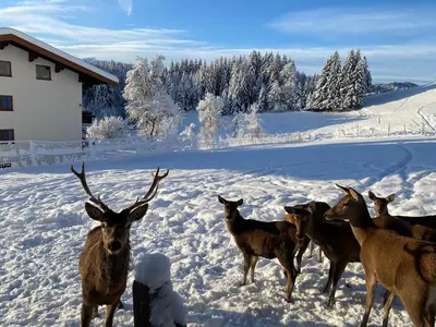 Berghof Haselsberger im Winter
