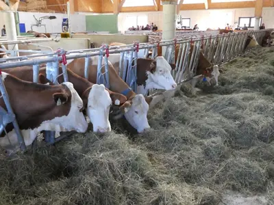 Tiere in der Ferienwohnung oder in der Nähe