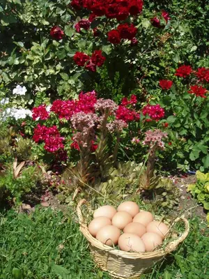 Ein Garten an der Unterkunft Hinterreith-Hof