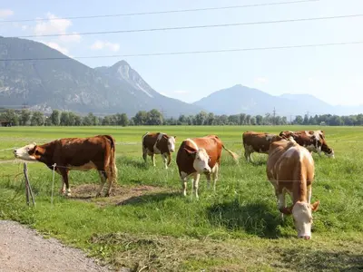 Tiere im Ferienhaus oder in der Nähe