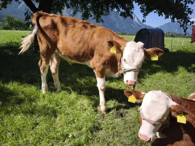 Tiere im Ferienhaus oder in der Nähe