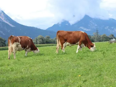 Tiere im Ferienhaus oder in der Nähe