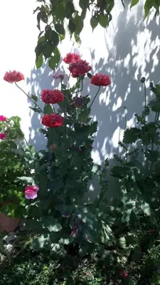 Ein Garten an der Unterkunft Appartements Höck