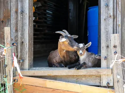 Tiere in der Ferienwohnung oder in der Nähe