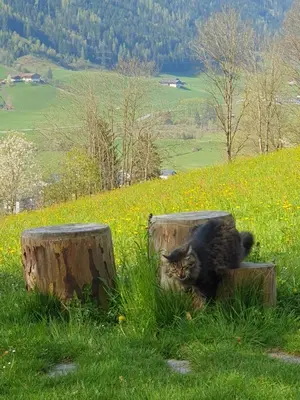 Naturlandschaft in der Nähe des Bed & Breakfasts