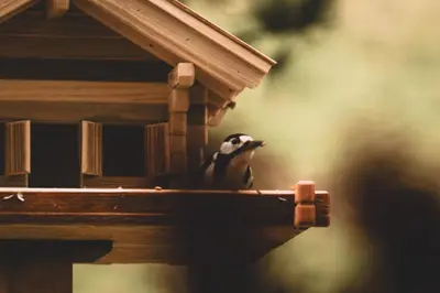 Grundriss der Unterkunft Cuckoos' Nest