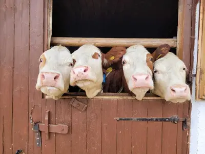 Tiere in der Ferienwohnung oder in der Nähe