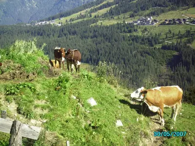 Tiere in der Ferienwohnung oder in der Nähe